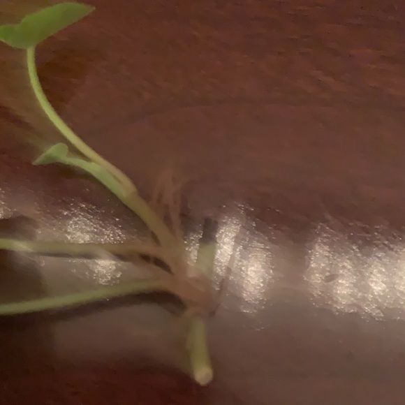 Ivy (Hedera helix 'My Heart') in 2 inch pot - Picture 3 of 3